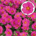 Afbeelding van Portulaca P12 Purple